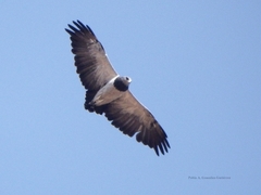 Geranoaetus melanoleucus australis