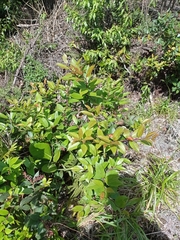 Gaultheria acuminata