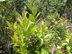 Gaultheria acuminata