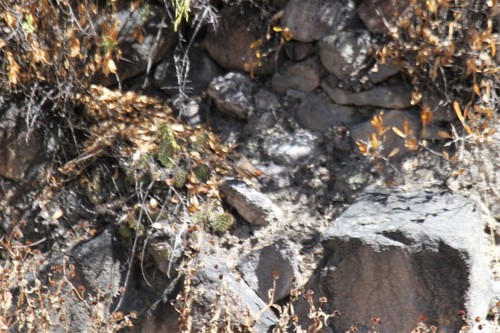 Dark-winged Canastero (Asthenes arequipae), photo 2