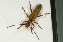 Centrodera decolorata