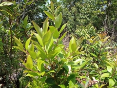 Gaultheria acuminata