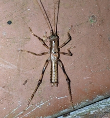 Acanthacara