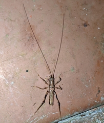 Acanthacara