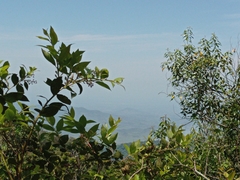 Gaultheria acuminata