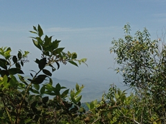 Gaultheria acuminata