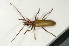 Centrodera decolorata