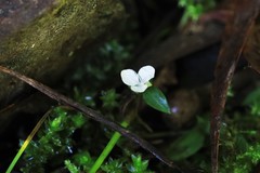 Aneilema biflorum