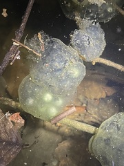 Oophila amblystomatis