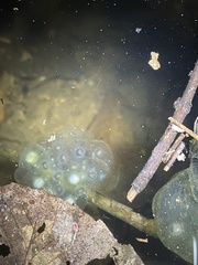 Oophila amblystomatis