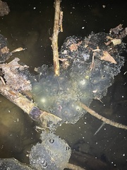 Oophila amblystomatis