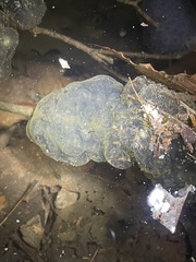 Oophila amblystomatis