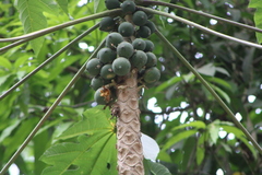 Vasconcellea pubescens