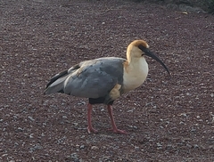 Theristicus melanopis