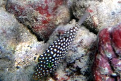 Canthigaster jactator