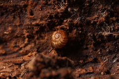 Gadoropa