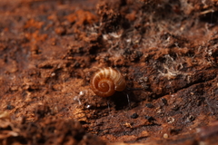 Gadoropa