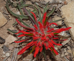 Castilleja scabrida scabrida