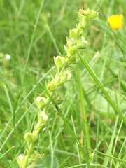 Veronica serpyllifolia serpyllifolia