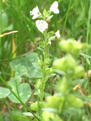 Veronica serpyllifolia serpyllifolia