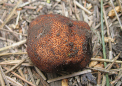 Balsamia