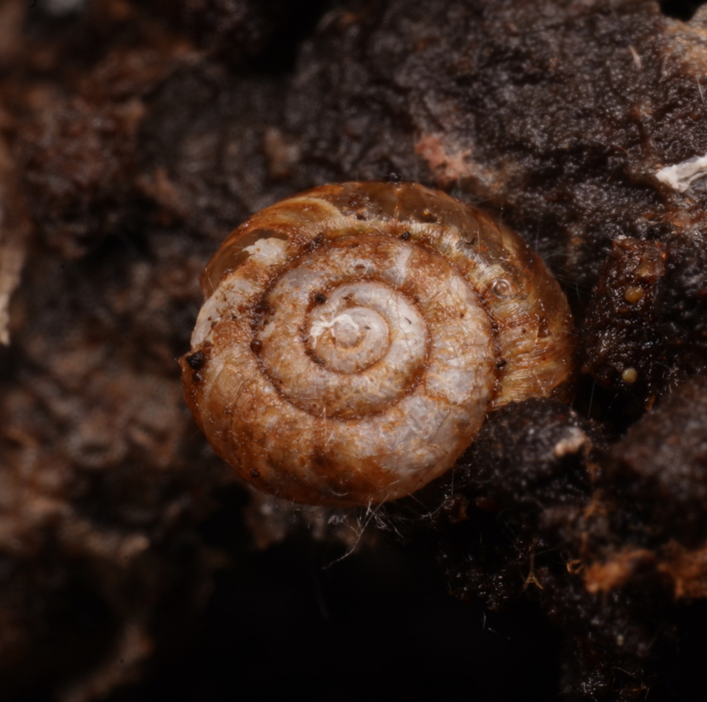 Planilaoma