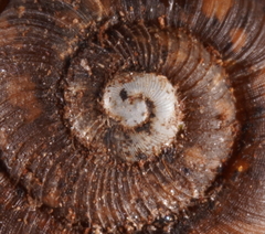 Stenacapha hamiltoni