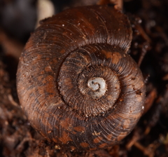 Stenacapha hamiltoni