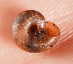 Stenacapha hamiltoni