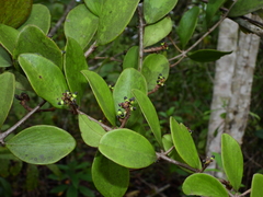 Passovia pycnostachya