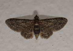 Gymnoscelis acidna