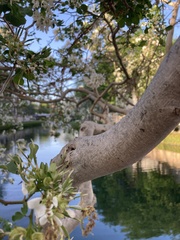 Chionanthus retusus