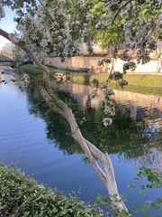 Chionanthus retusus