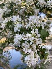 Chionanthus retusus