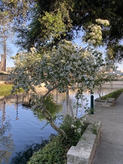 Chionanthus retusus