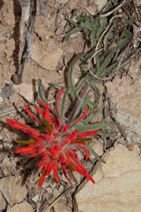 Castilleja scabrida scabrida