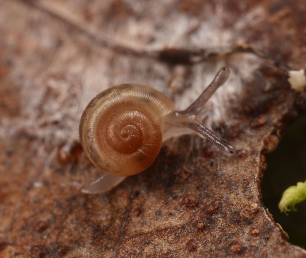 Tasmathera limula