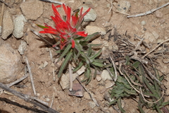 Castilleja scabrida scabrida