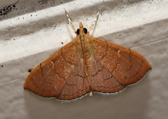 Hyalobathra illectalis