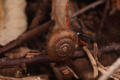 Thryasona diemenensis