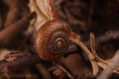 Thryasona diemenensis