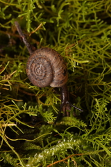 Thryasona diemenensis