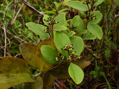 Passovia pycnostachya