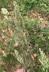Poa arachnifera
