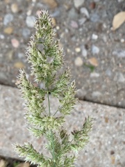 Poa arachnifera