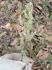 Poa arachnifera