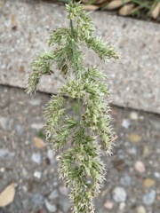 Poa arachnifera