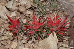 Castilleja scabrida scabrida
