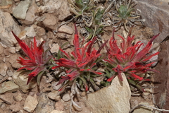 Castilleja scabrida scabrida
