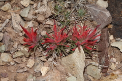 Castilleja scabrida scabrida